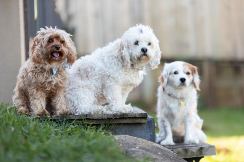 3 Spoilt Dogs pet services