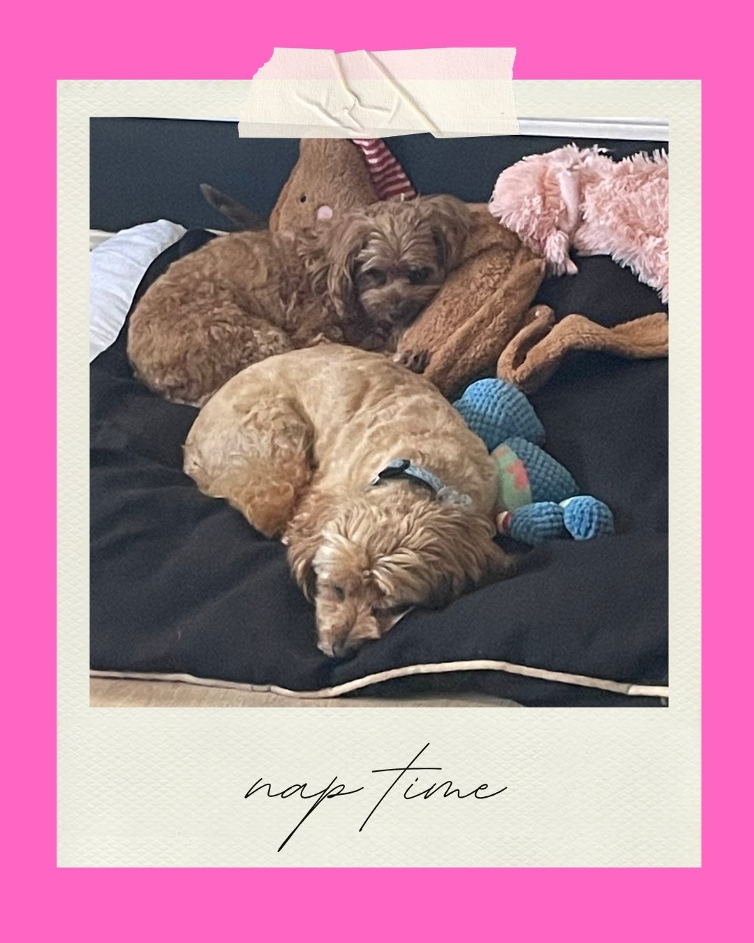 Mini Pawcation: Overnight Weekday Stay
