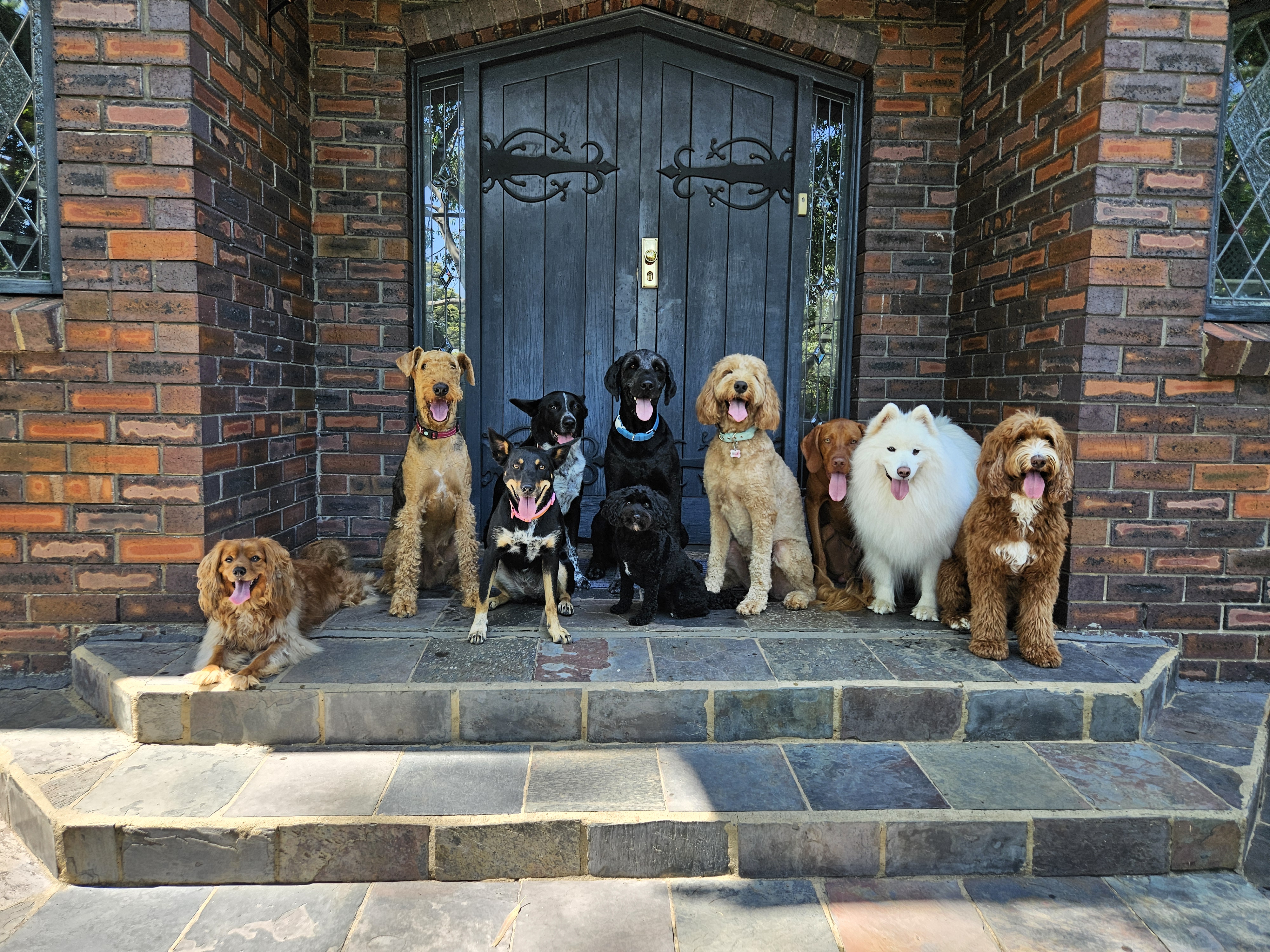 Dog Daycare: Full Day