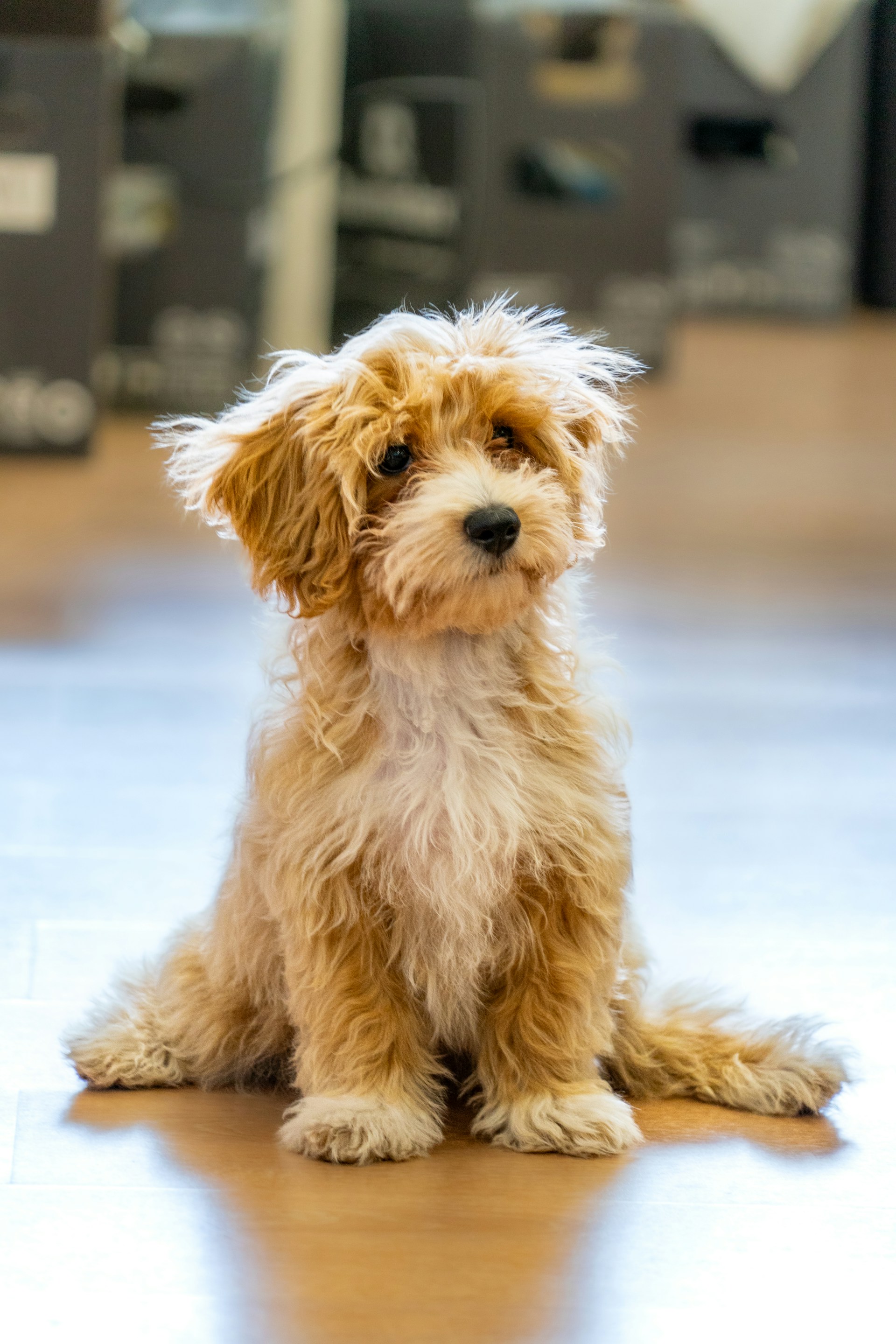 Hourly VIP Dog Minding