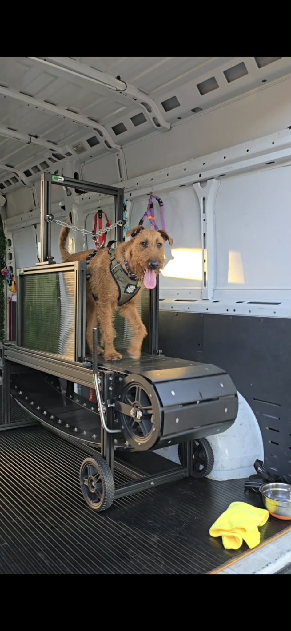 Leadership K9 Training pet services