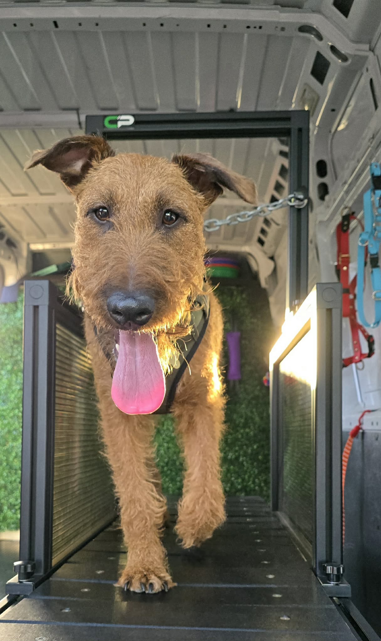 Leadership K9 Training pet services