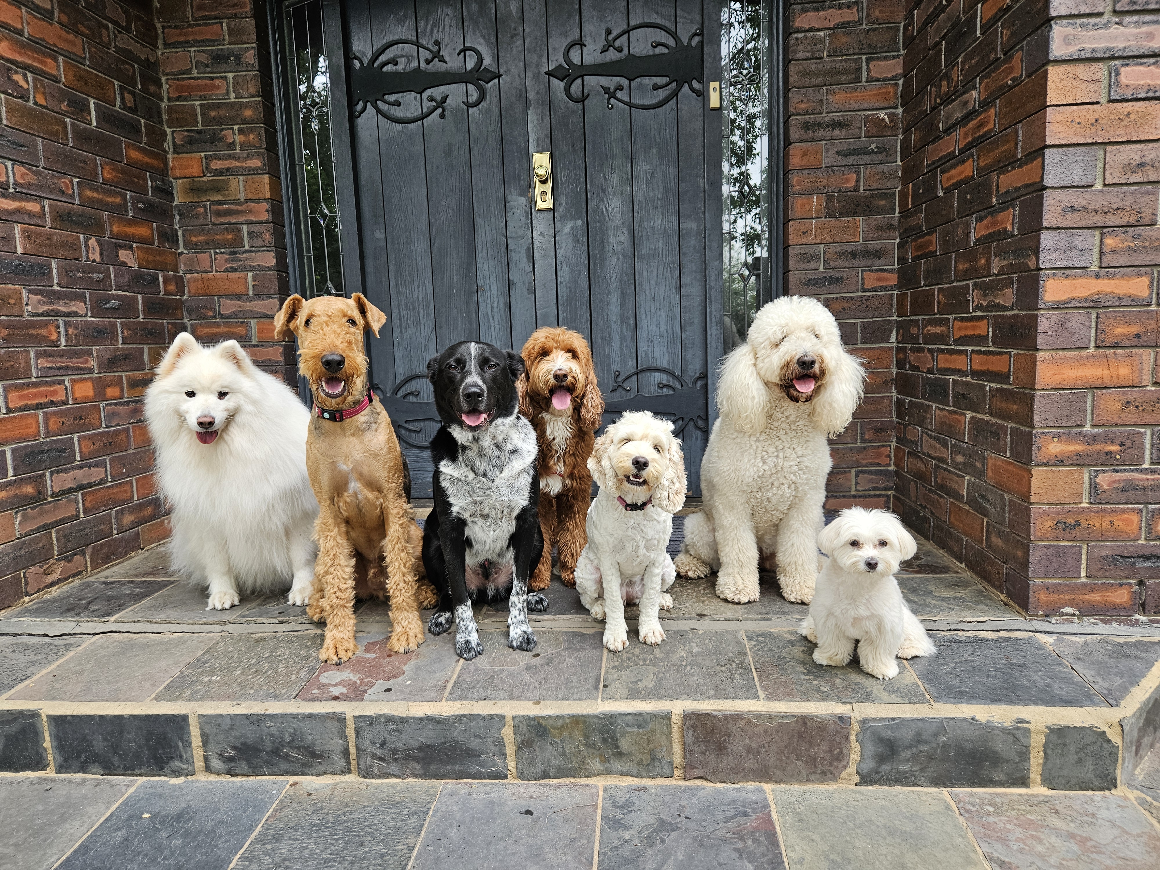 Dog Boarding (Peak Period)