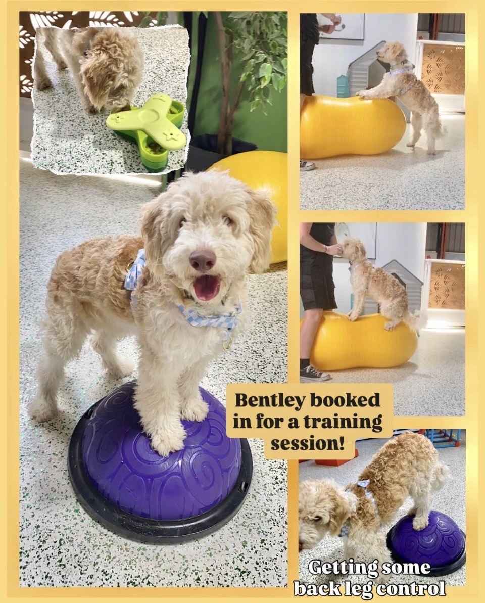 My Dogs Daycare pet services