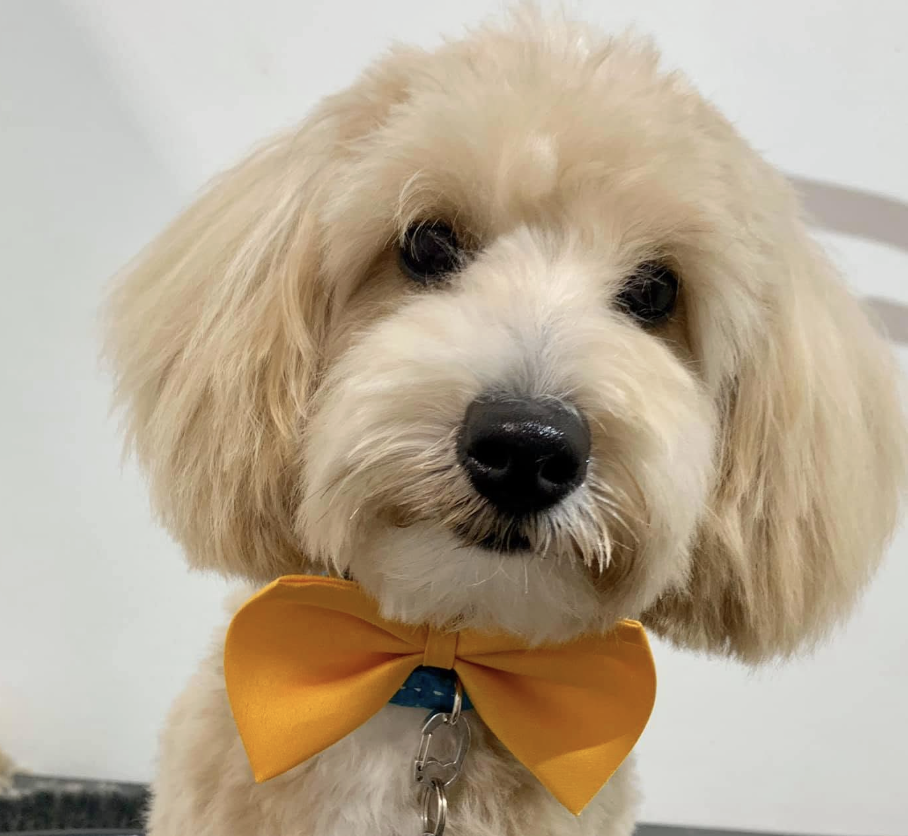 Tidy Groom - Small