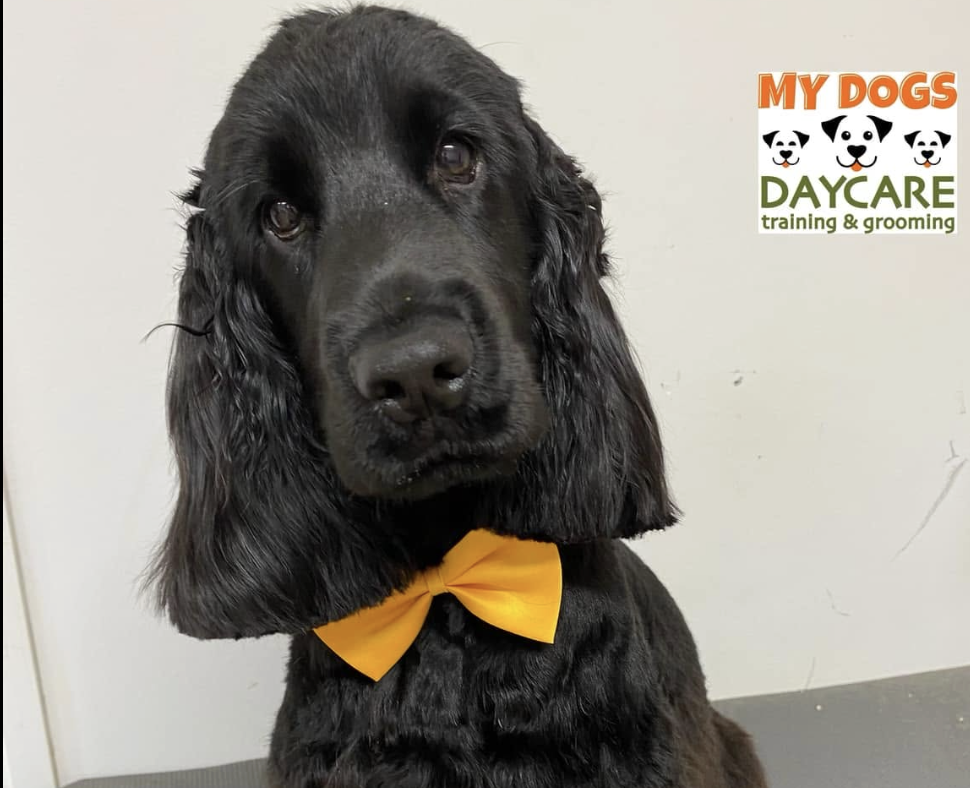 Tidy Groom - Medium