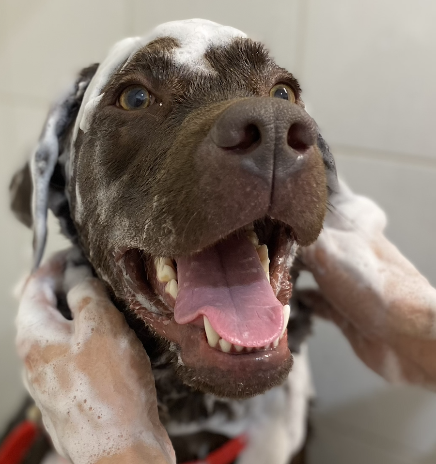 Bath / Blow Dry Brush Out - Medium