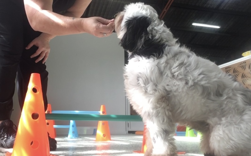 My Dogs Daycare - professional pet services