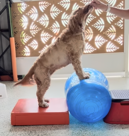 Half-hour Training During Daycare Visit