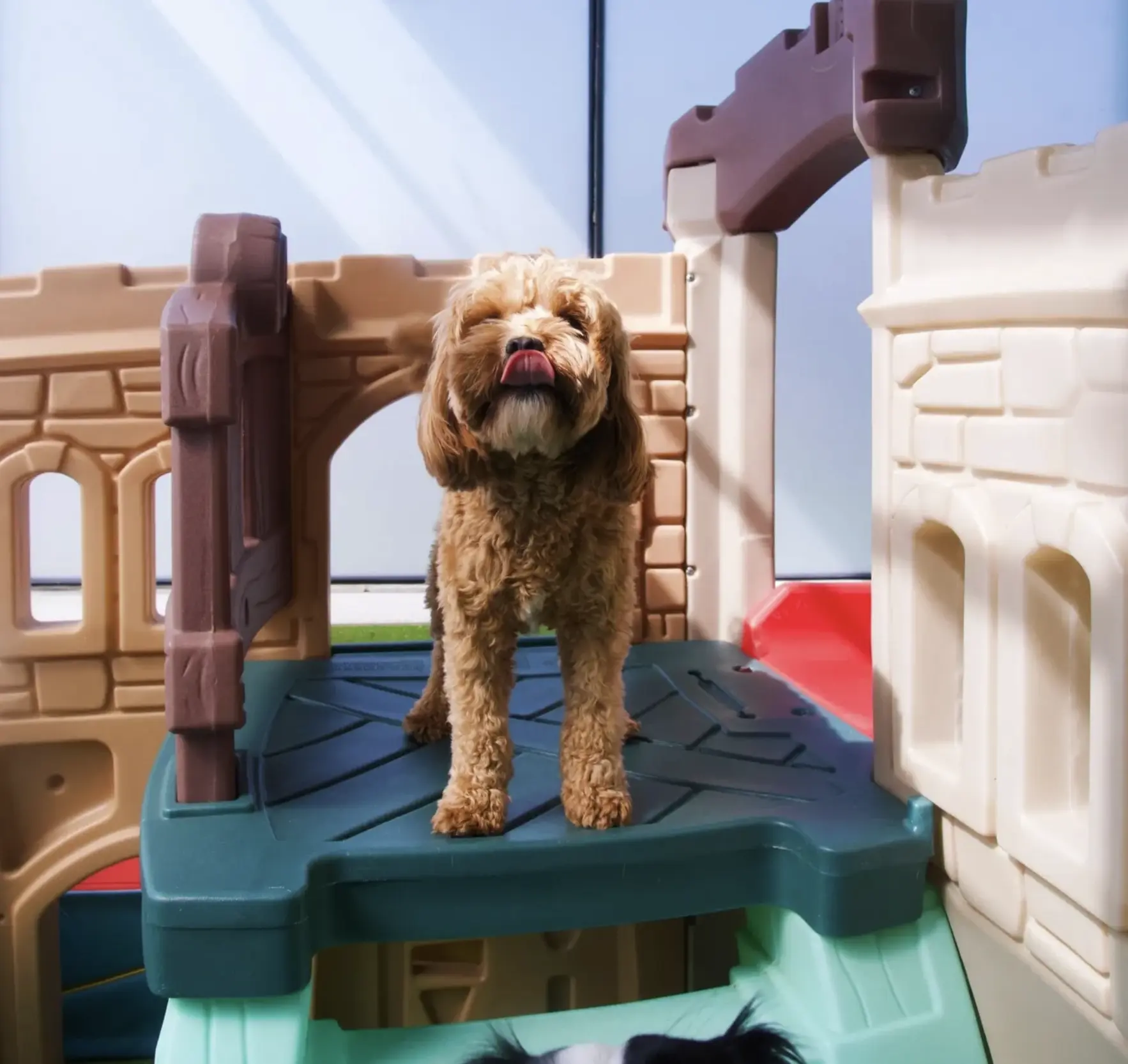 Dogtropolis Doggy Daycare pet services