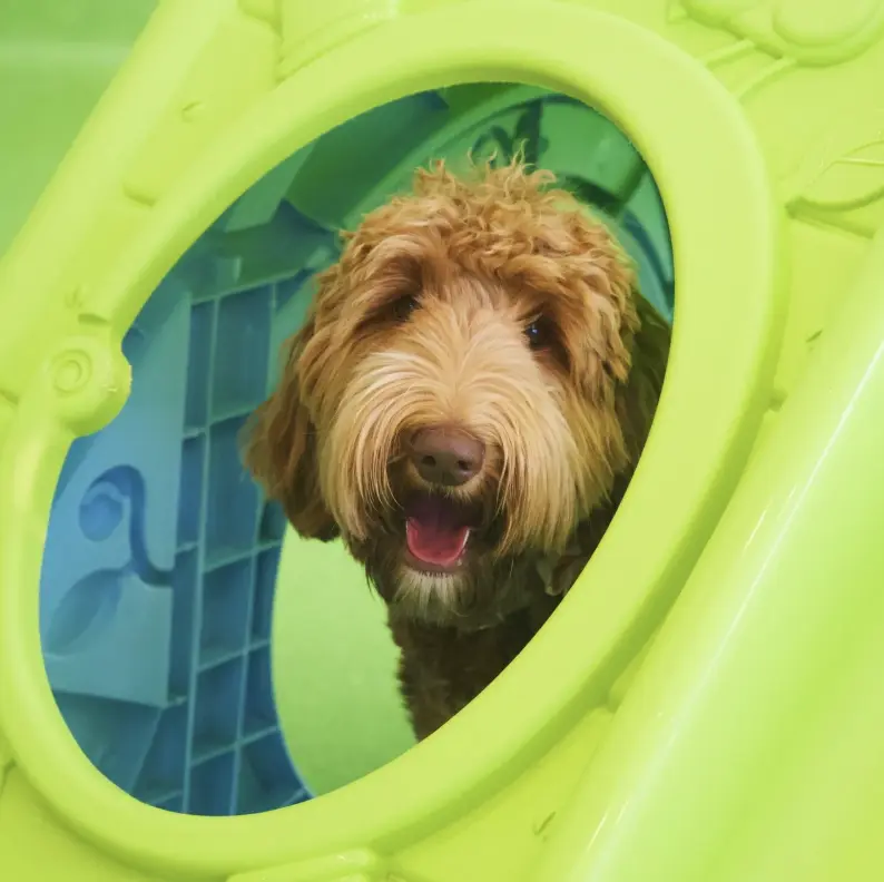 Dogtropolis Doggy Daycare pet services