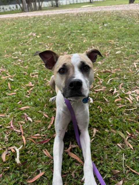 Fetch & Focus pet services