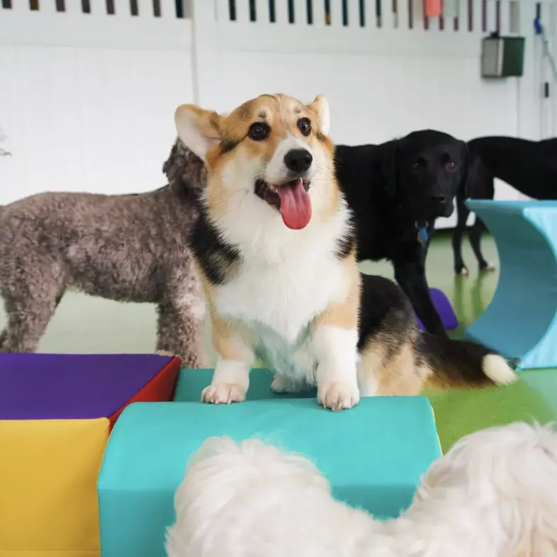 Membership Daycare | Weekly