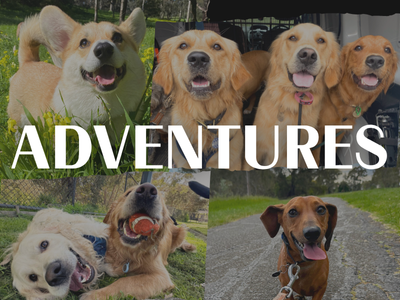 Dogs of Melbourne pet services