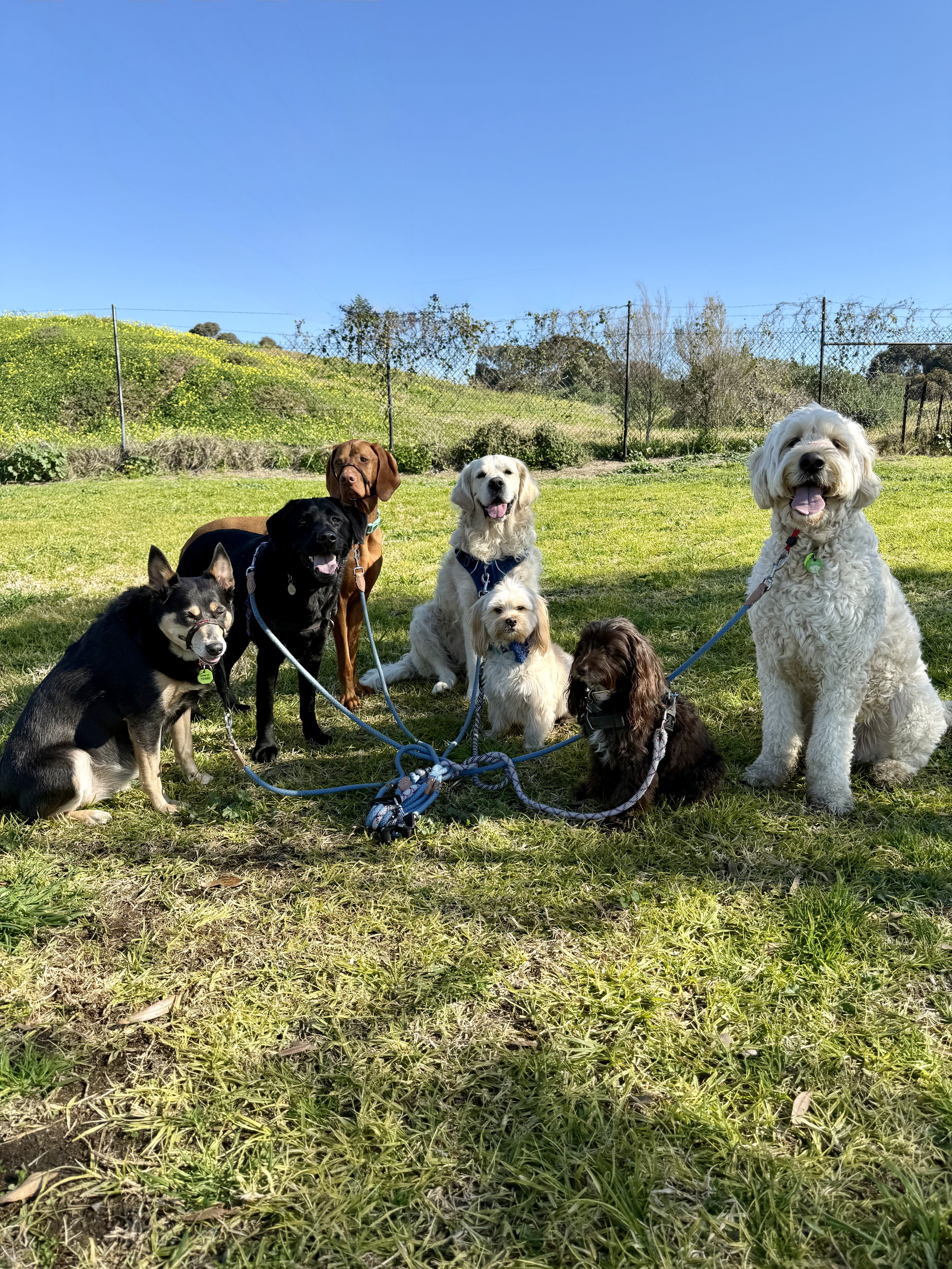 Dogs of Melbourne pet services