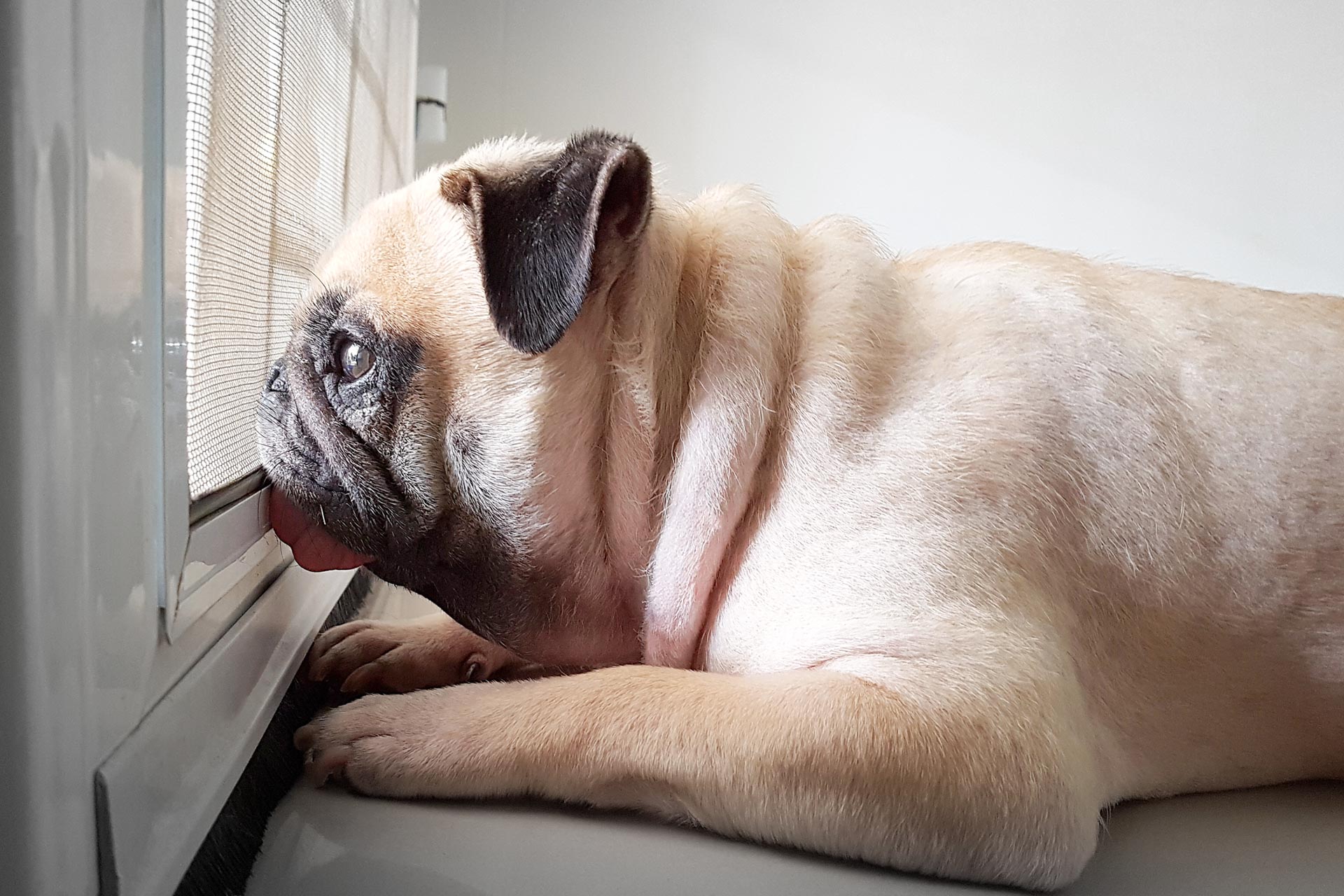 Dogs of Melbourne pet services