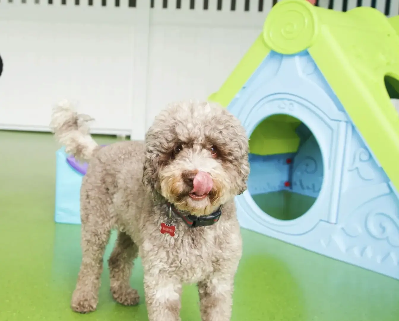 Initial Day Temperament Trial