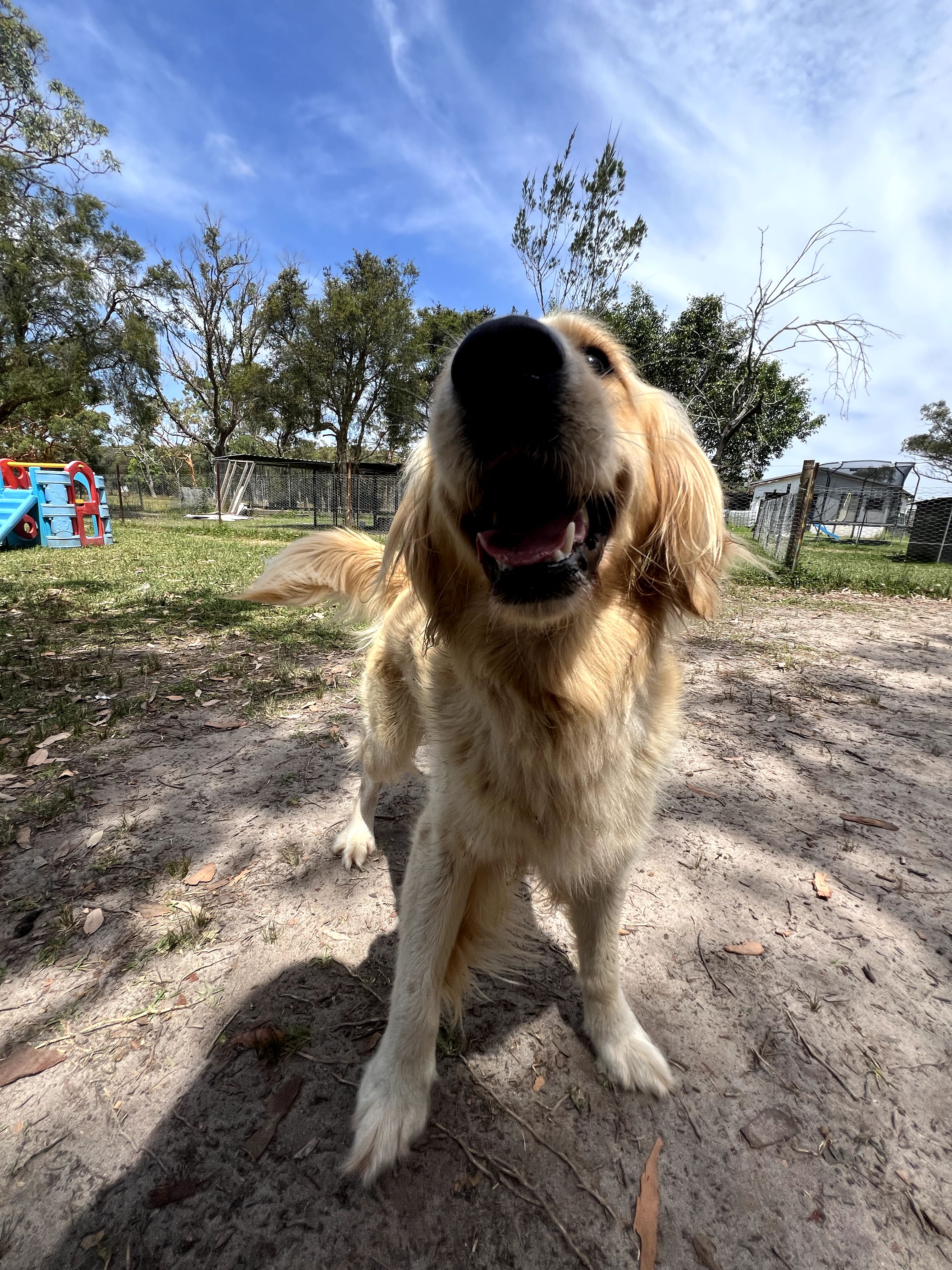 Coastal Canine Connection pet services