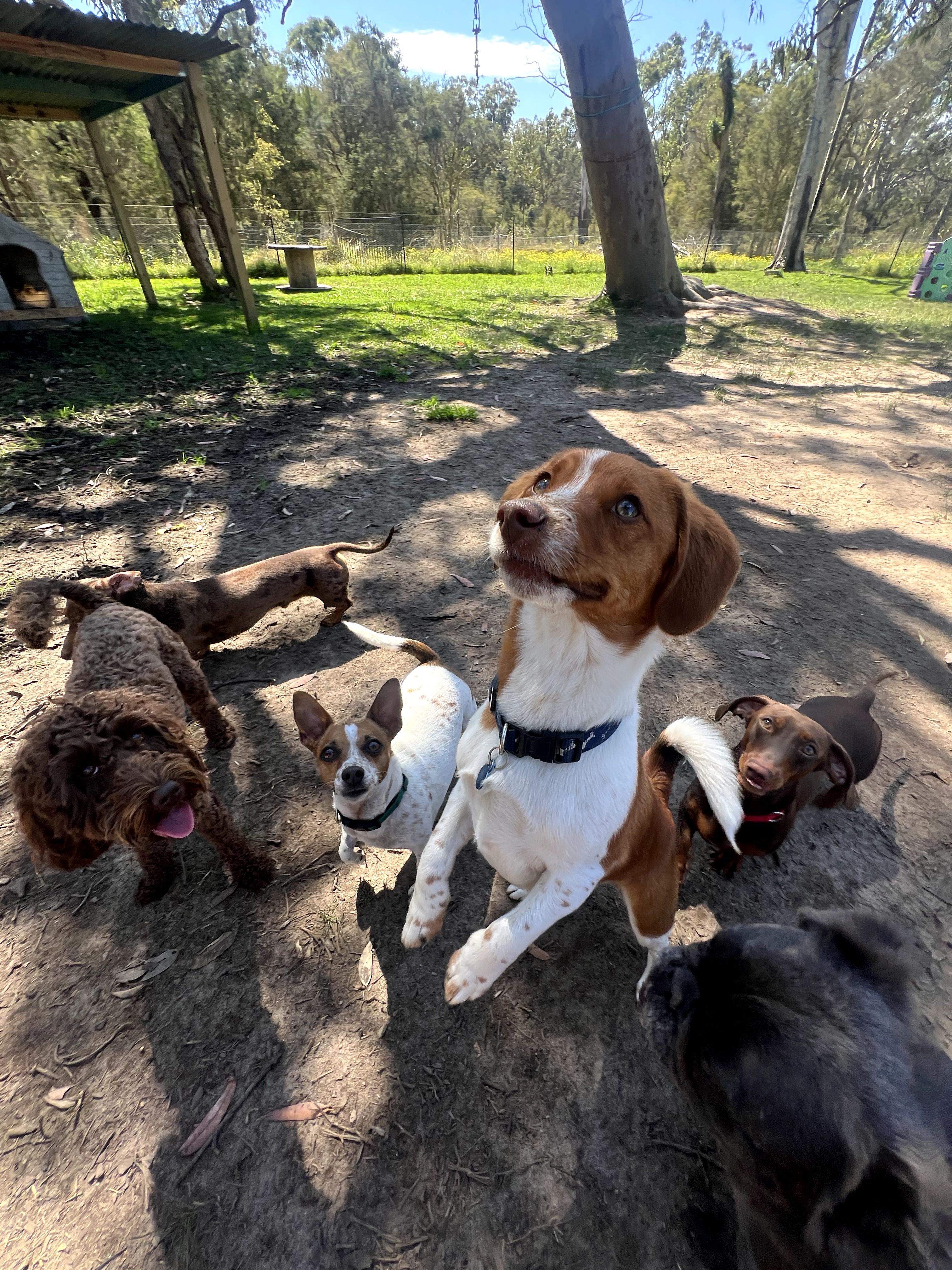 Coastal Canine Connection pet services