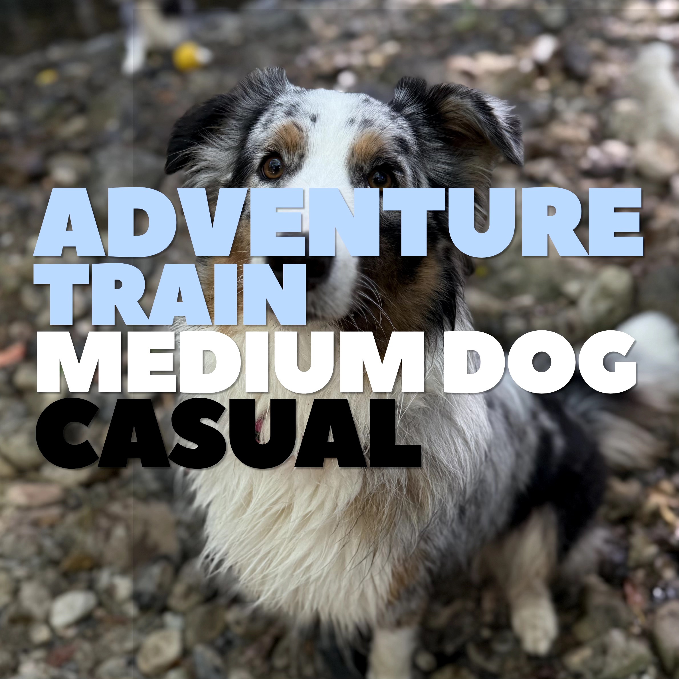 Adventure Train Casual: Medium Dogs
