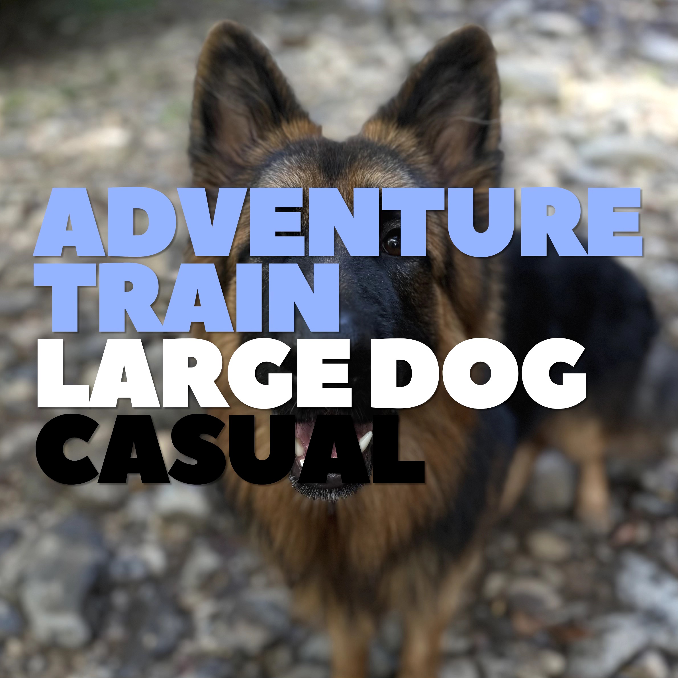Adventure Train Casual: Large Dogs