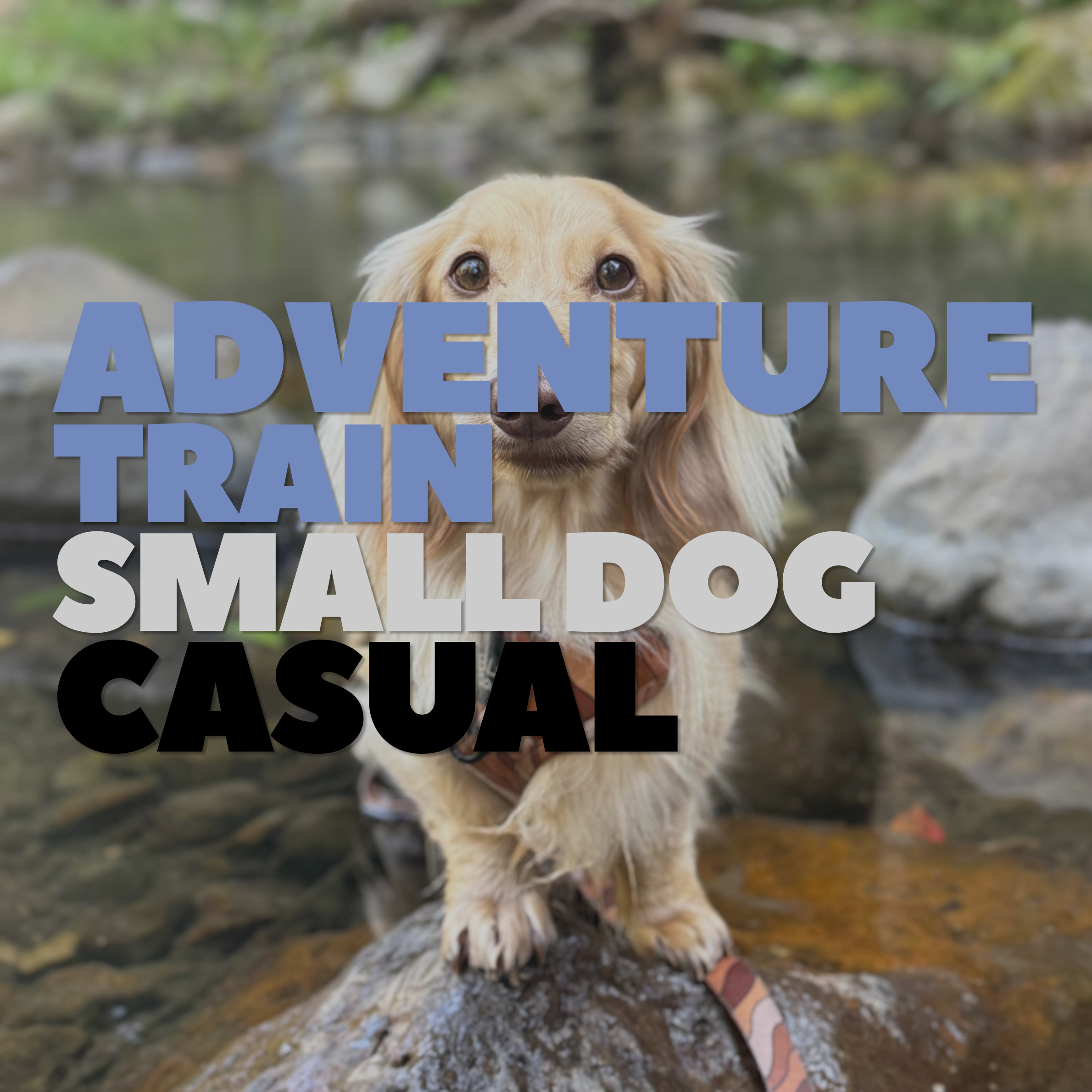 Adventure Train Casual: Small Dogs