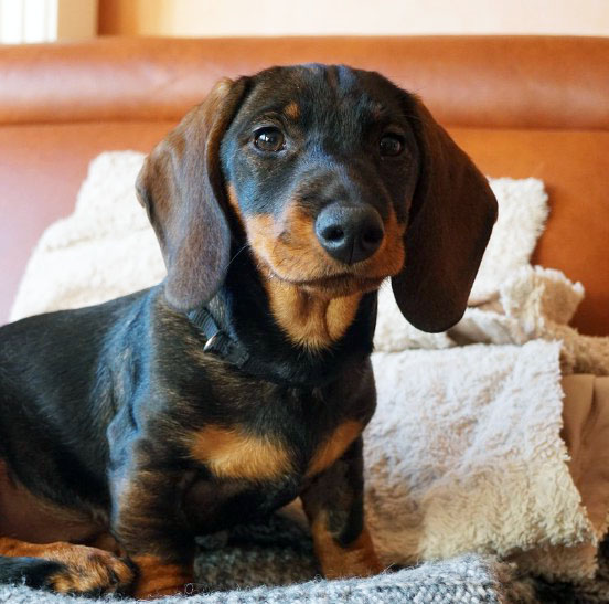 Live Love Bark pet services