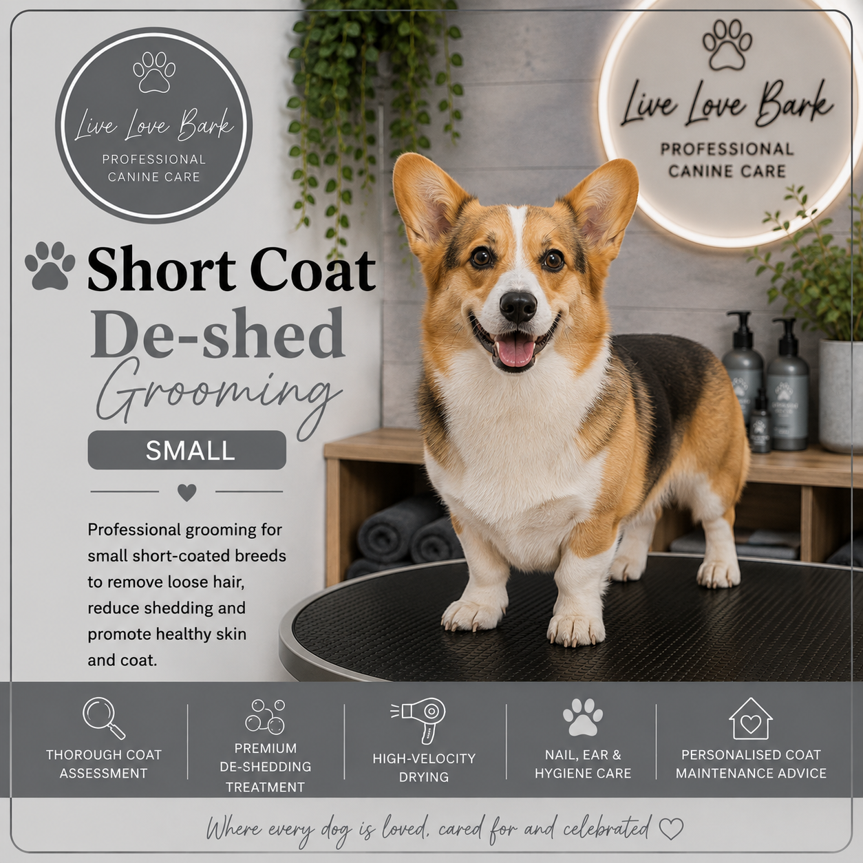 🦴 Short Coat De-shed Grooming (Small)
