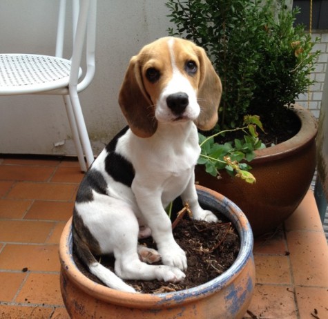 Live Love Bark pet services