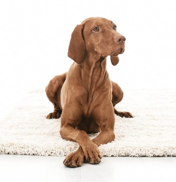 Live Love Bark pet services