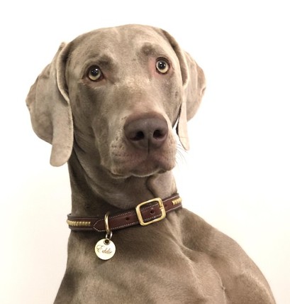 Live Love Bark pet services