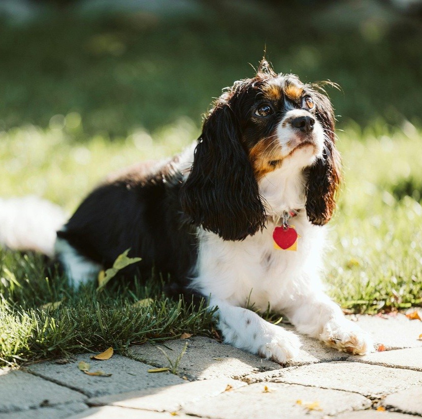 Basic Wash & Dry Medium 11kg - 20kg (Long Coat)