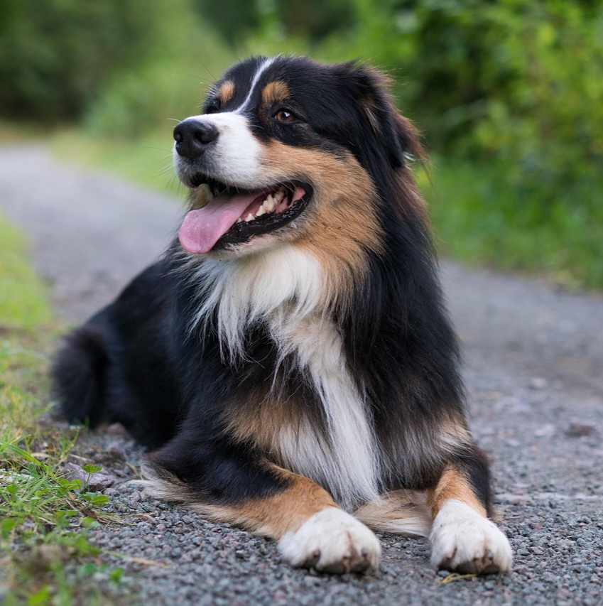 Basic Wash & Dry Large 21kg - 30kg (Long Coat)