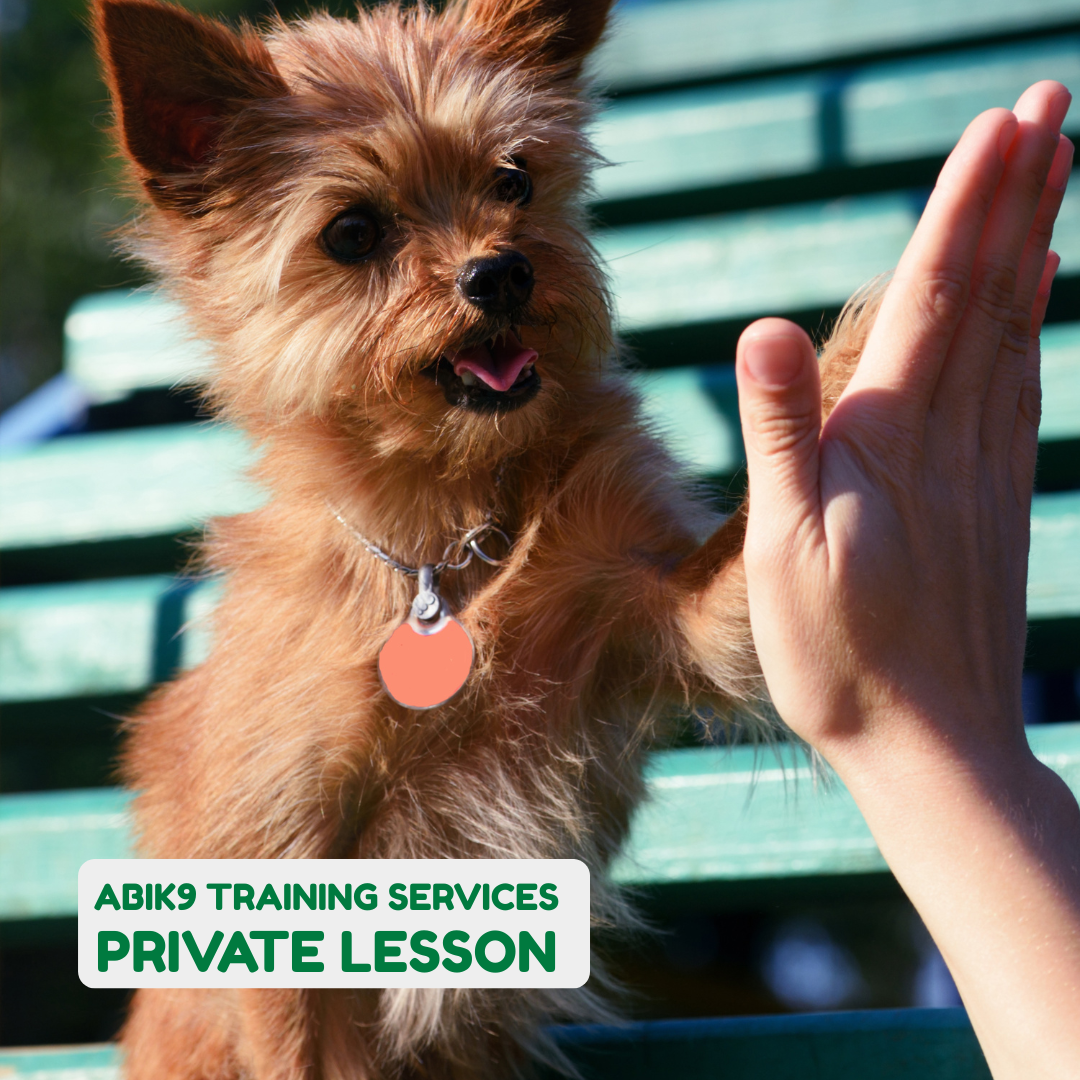 Dabble Dog Sports pet services