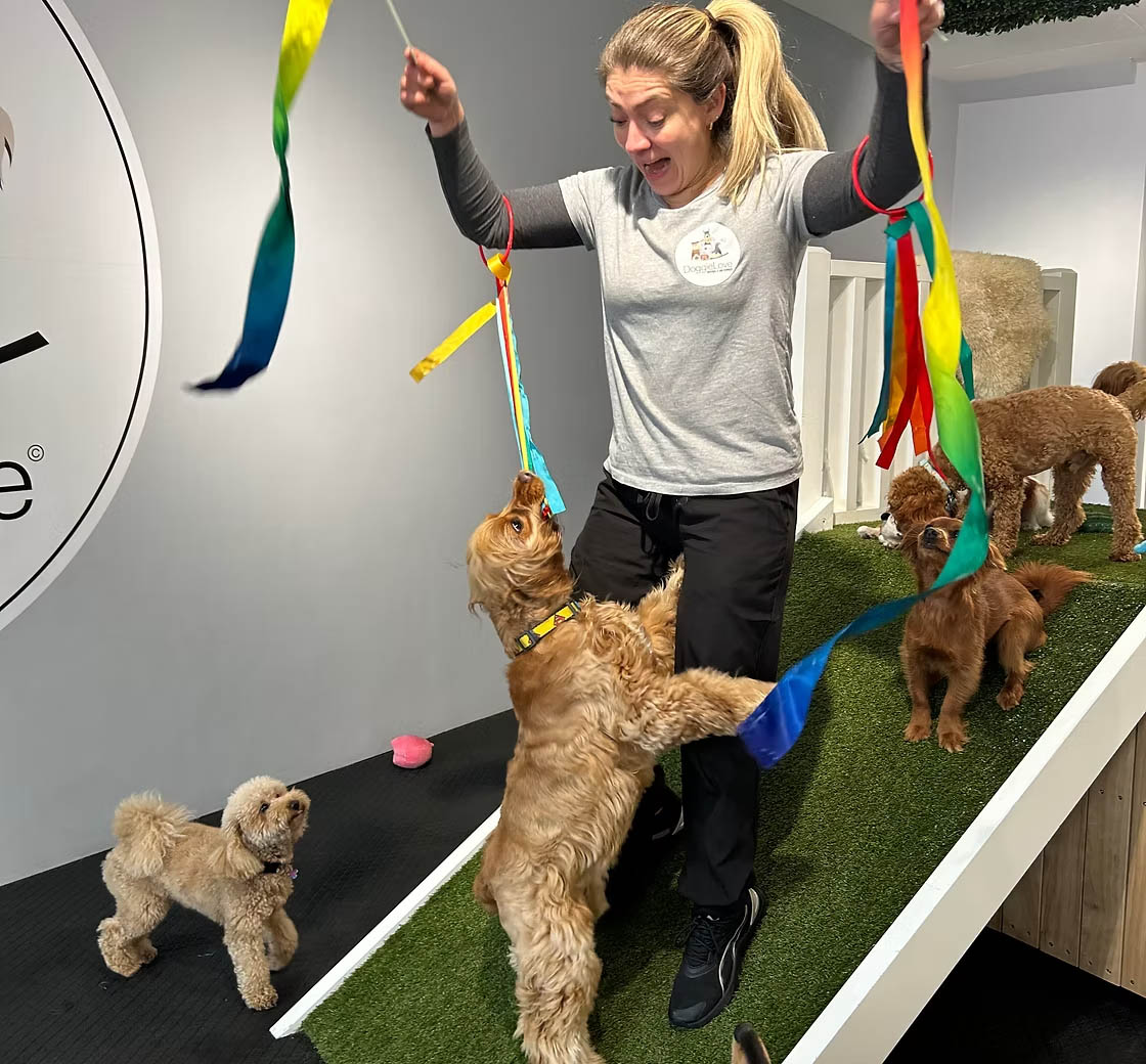 DOGGIELOVE pet services