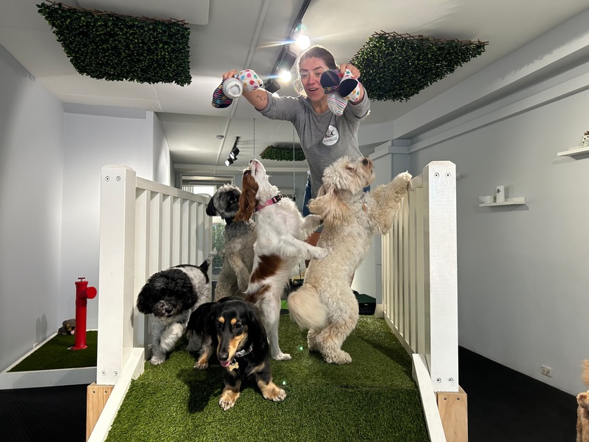 DOGGIELOVE pet services