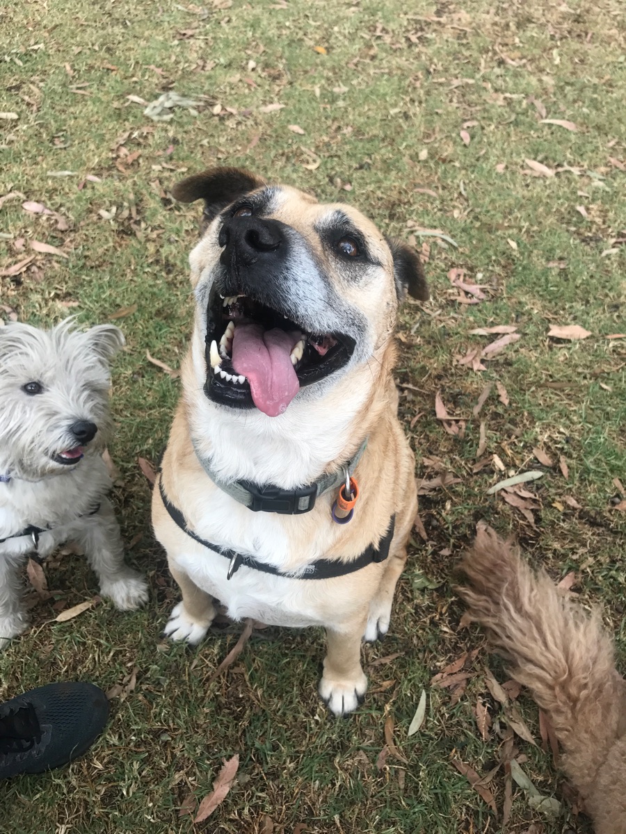 Westside Paws pet services