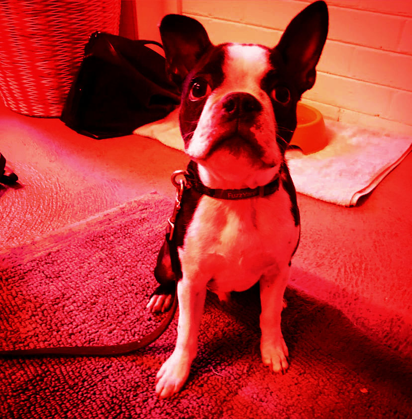 Westside Paws pet services