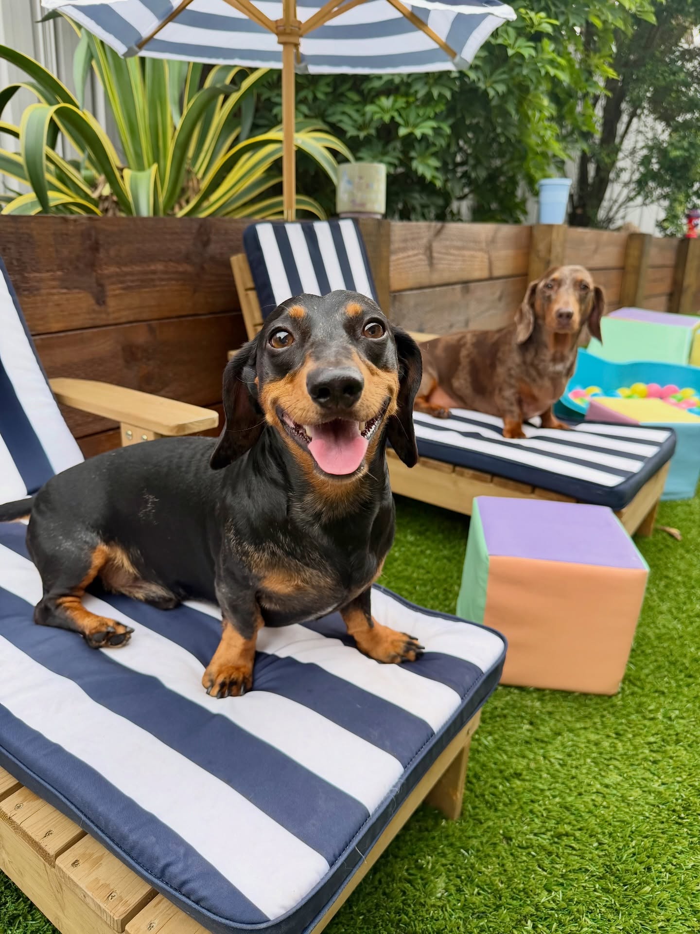 Pet Paradise Sydney pet services