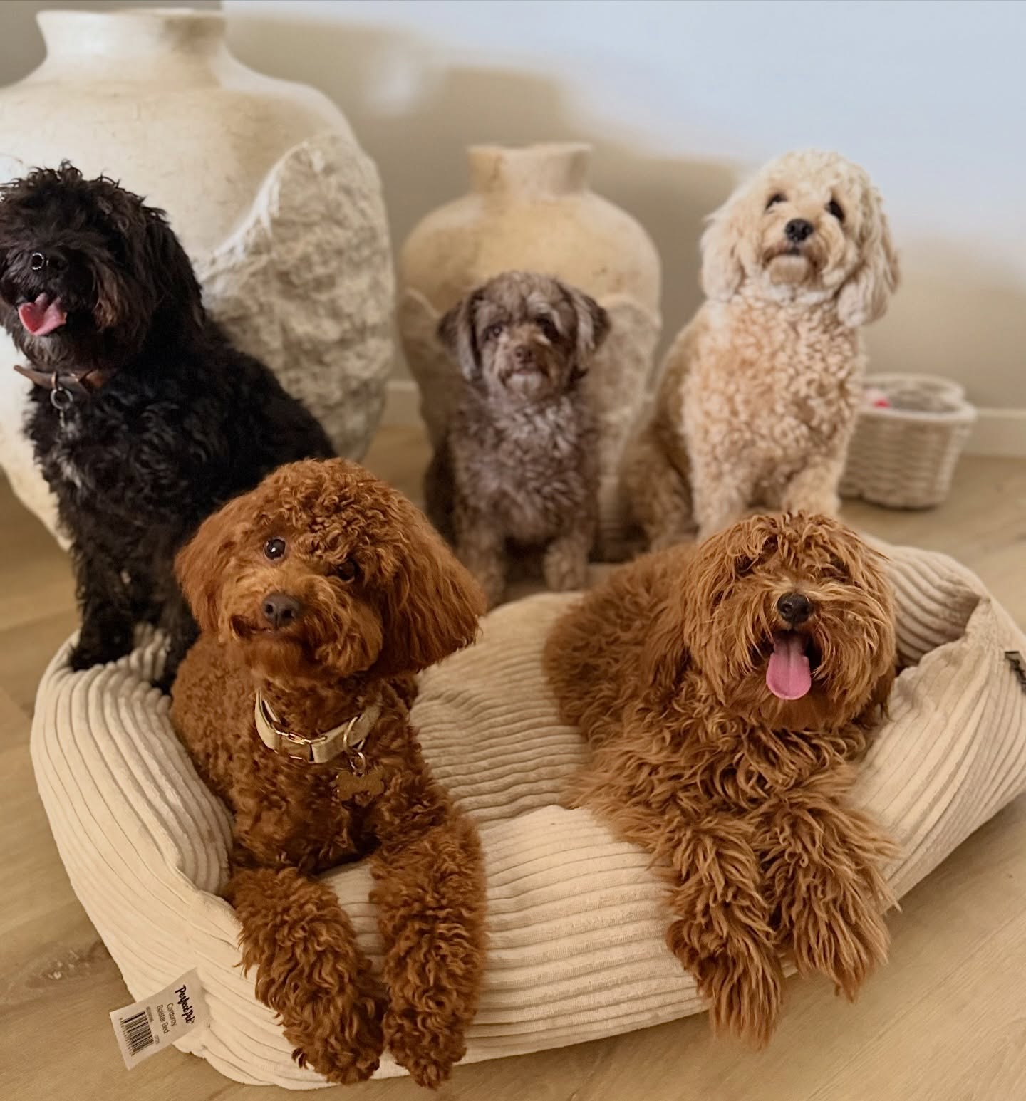 Pet Paradise Sydney pet services