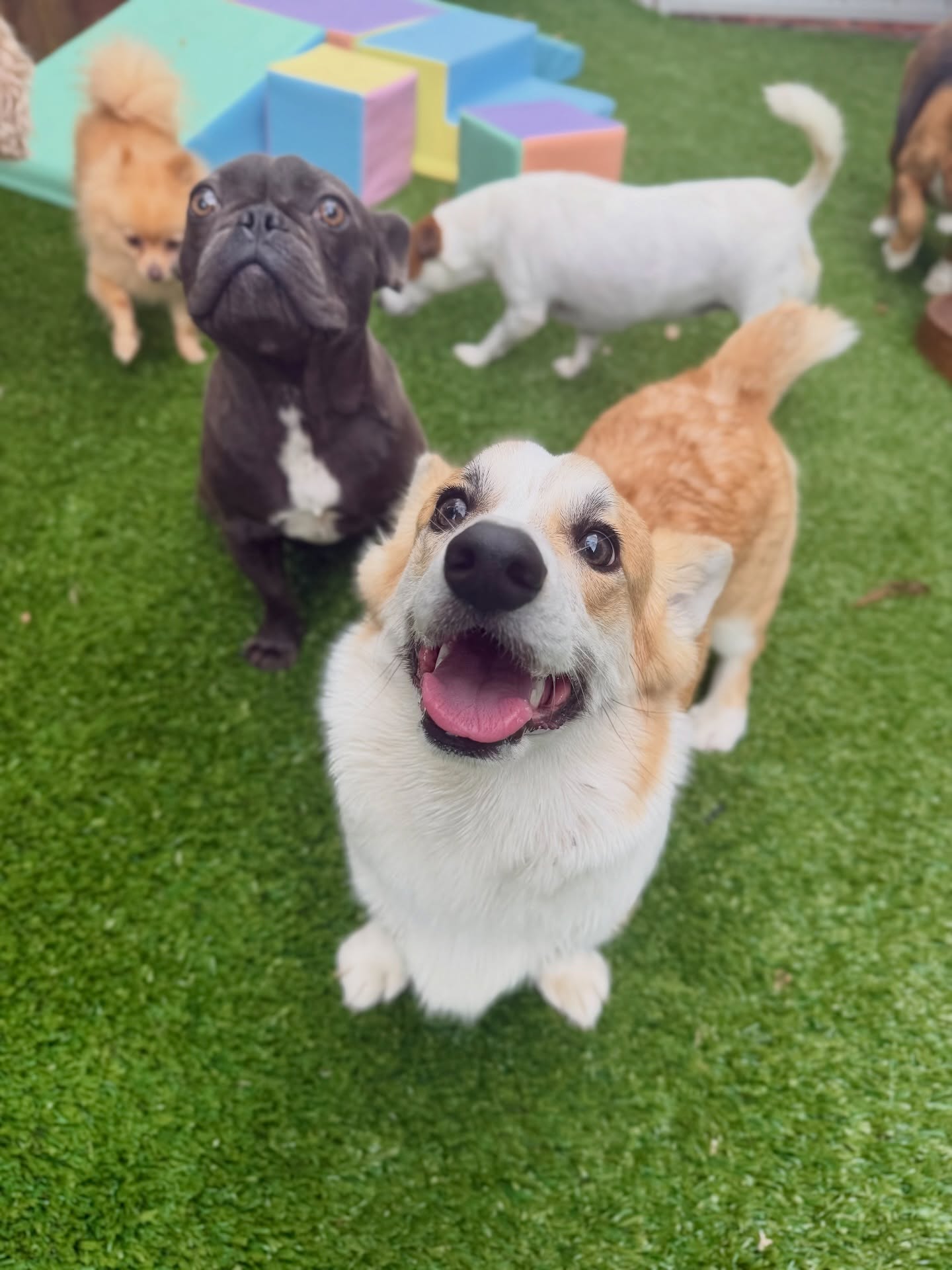 Pet Paradise Sydney pet services