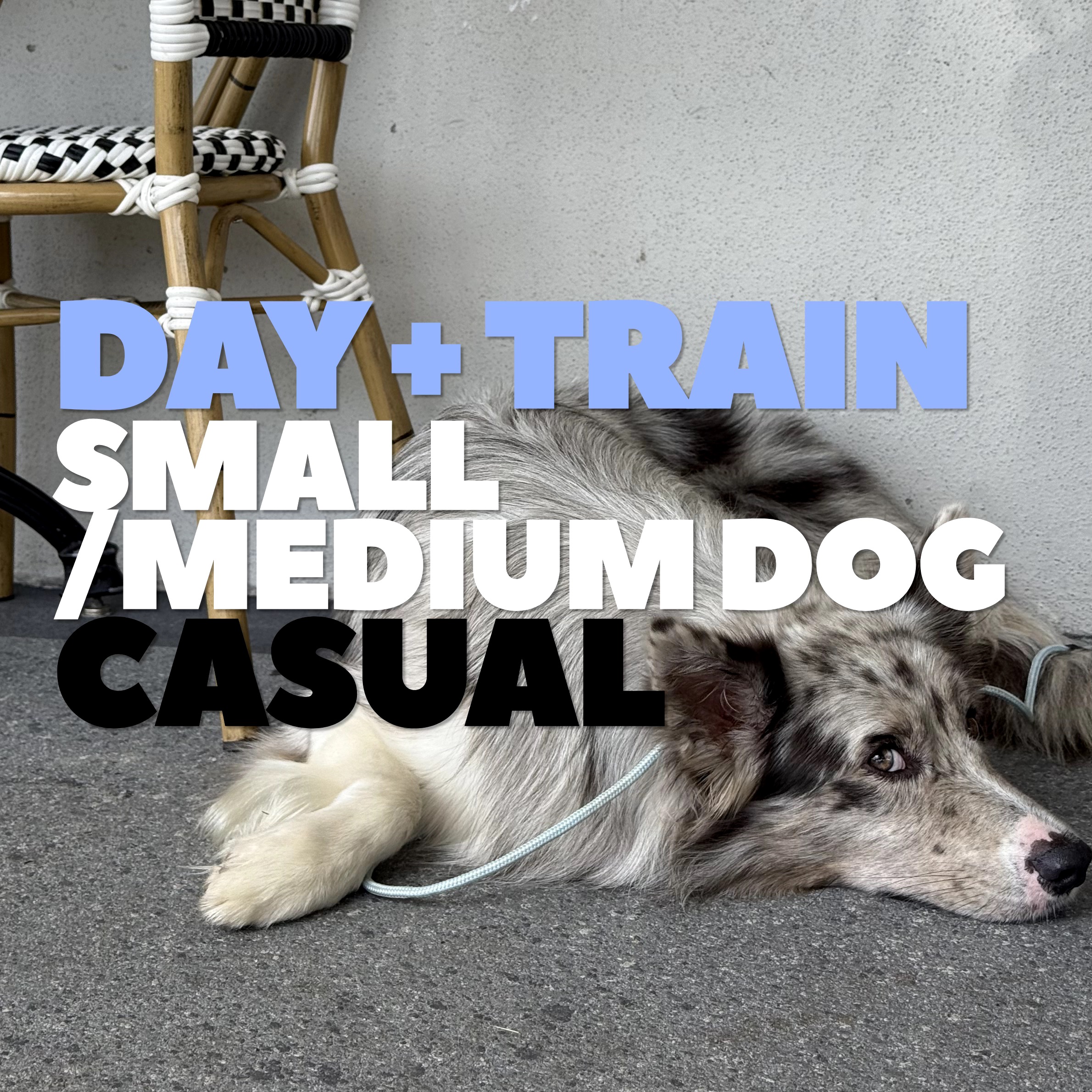 Day + Train (Small-Medium)