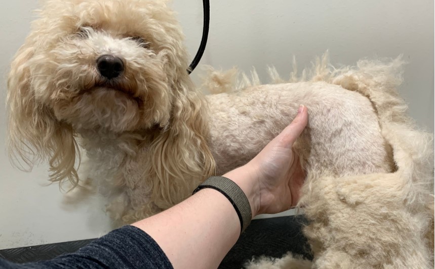 Matted Coat Surcharge