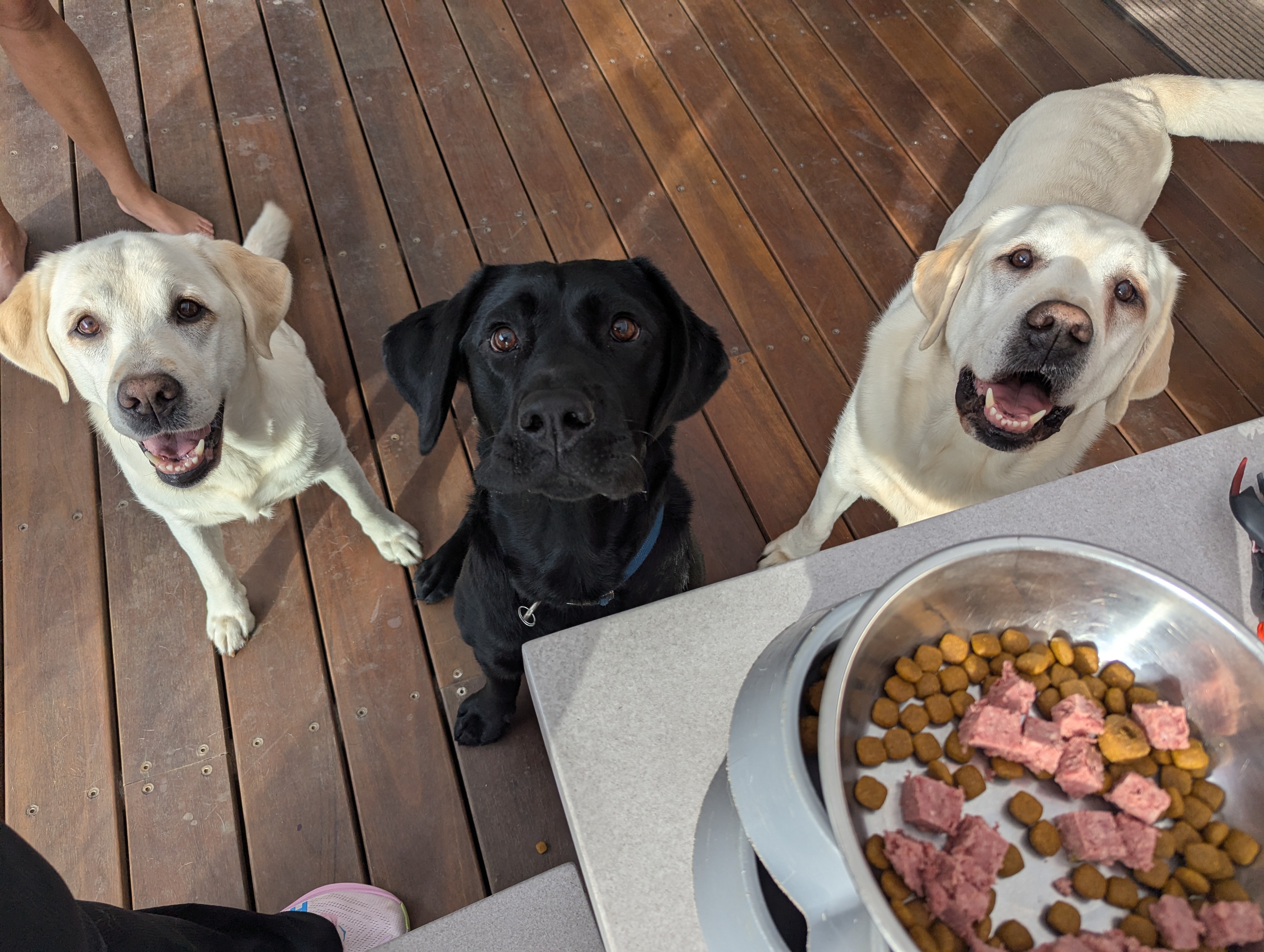 My Pet Tutor - professional pet services