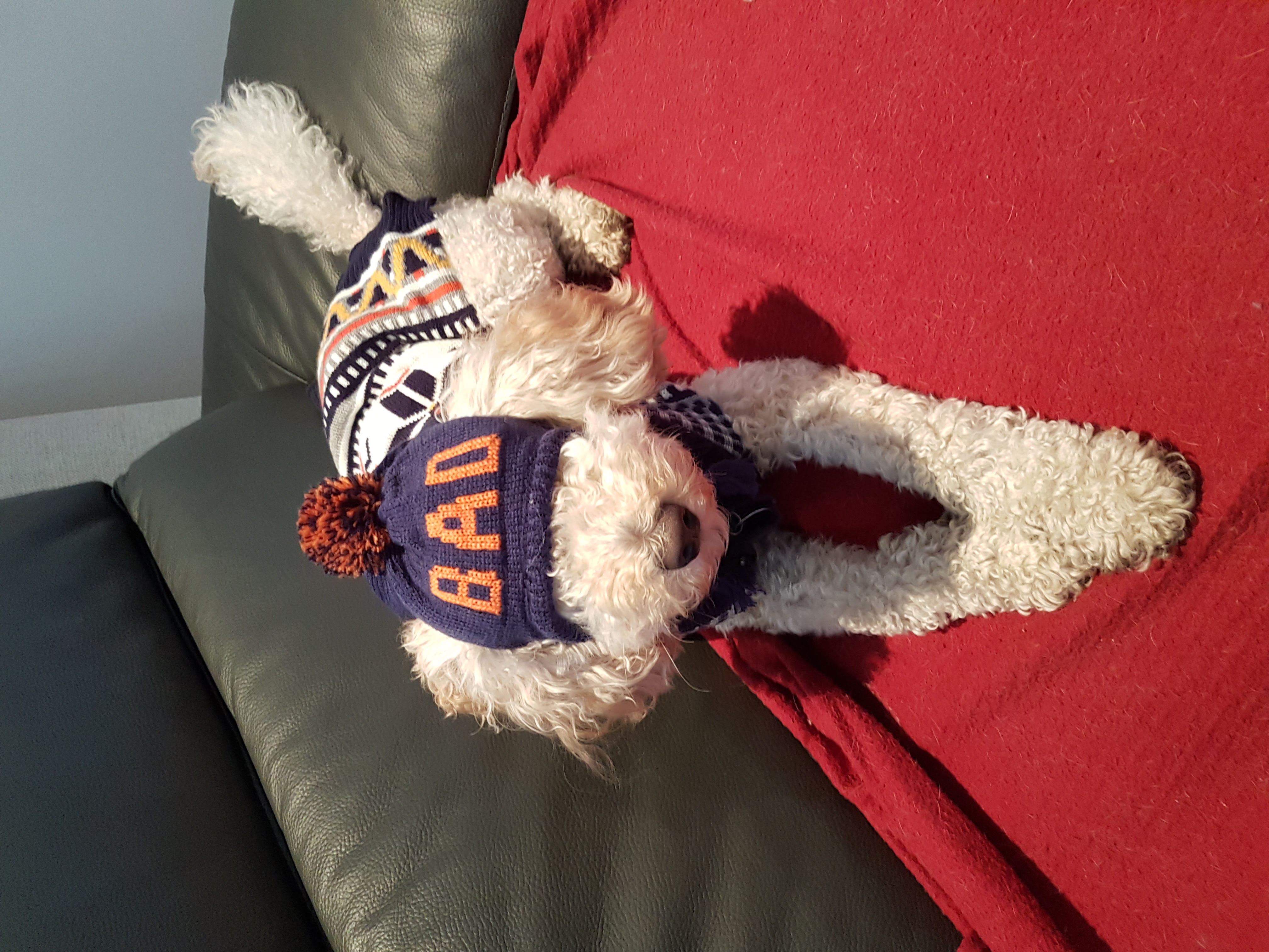 My Pet Tutor pet services