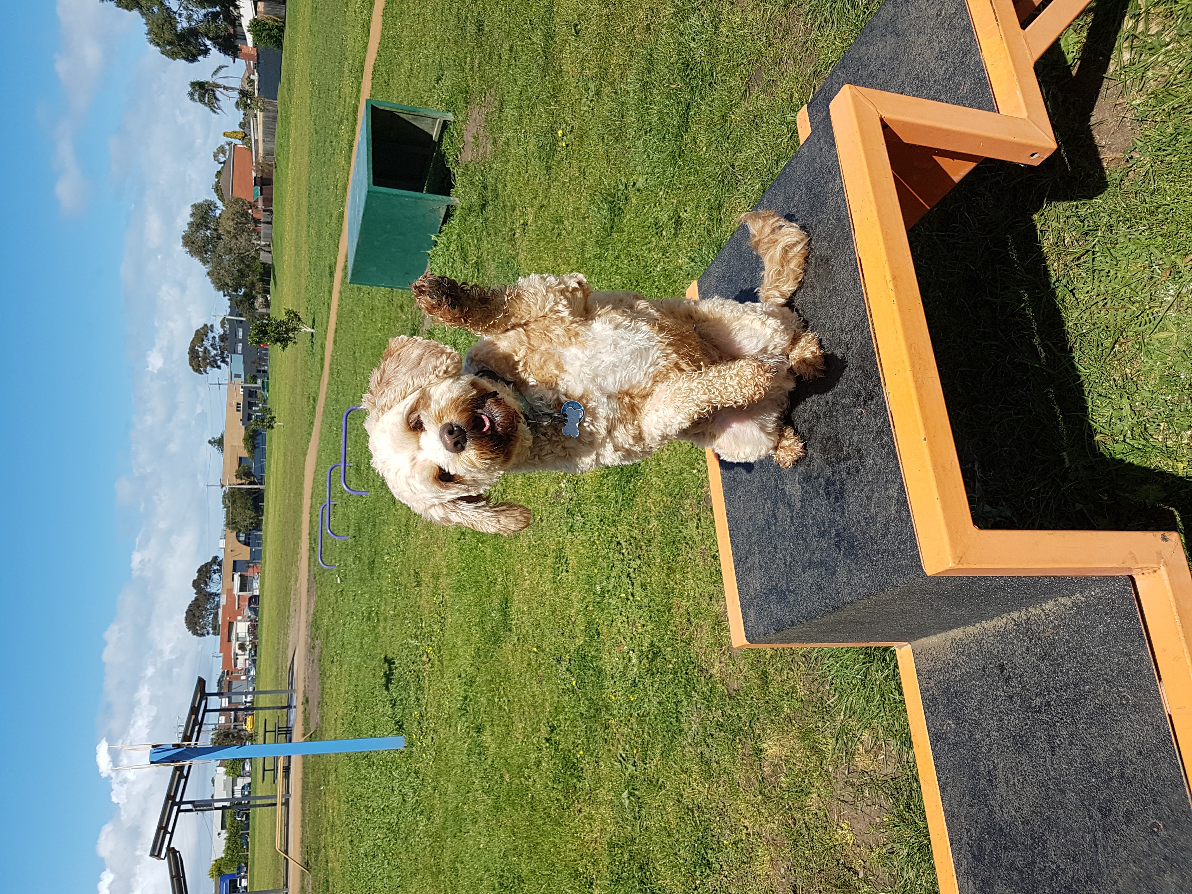 My Pet Tutor pet services