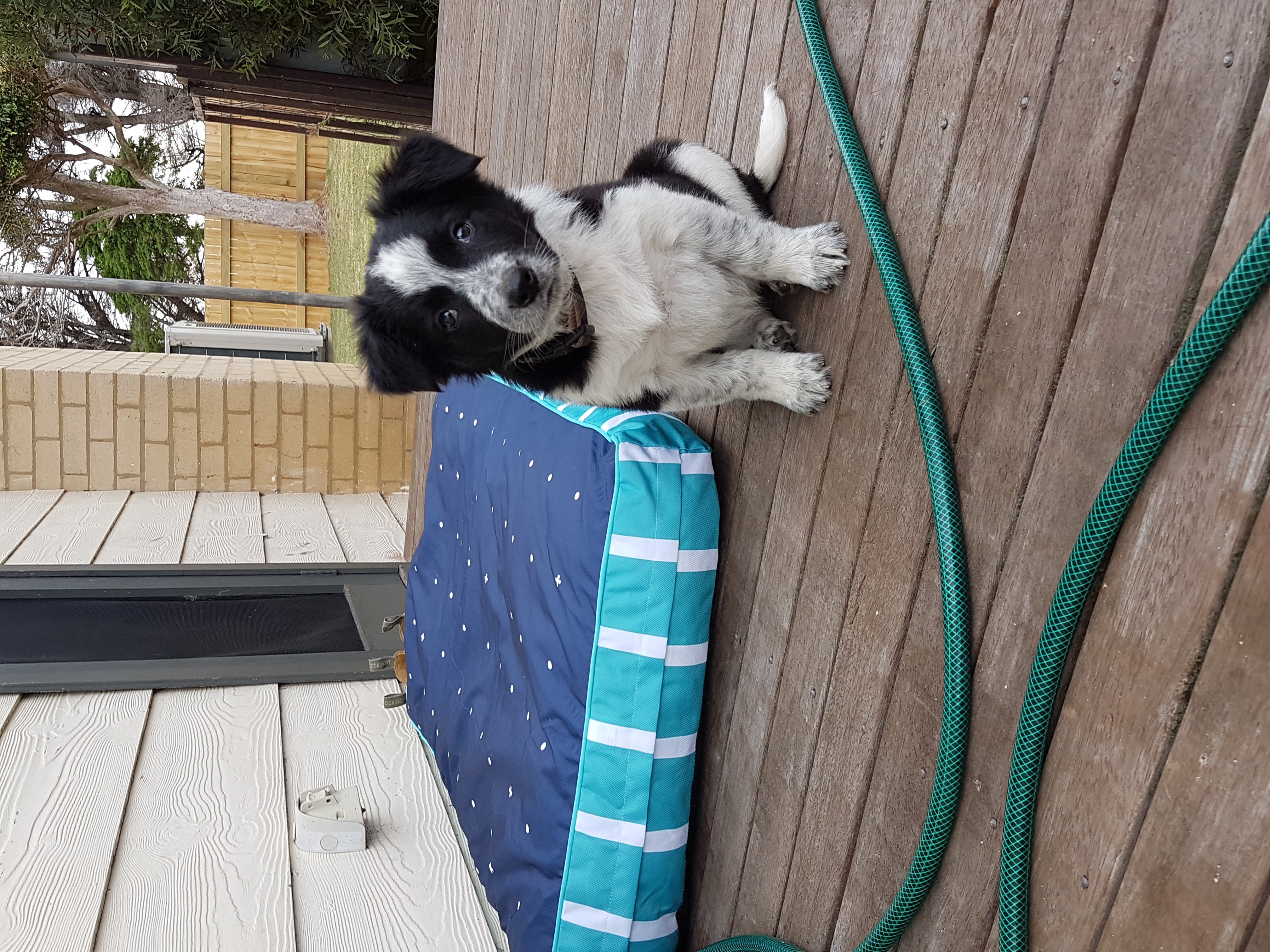 My Pet Tutor pet services