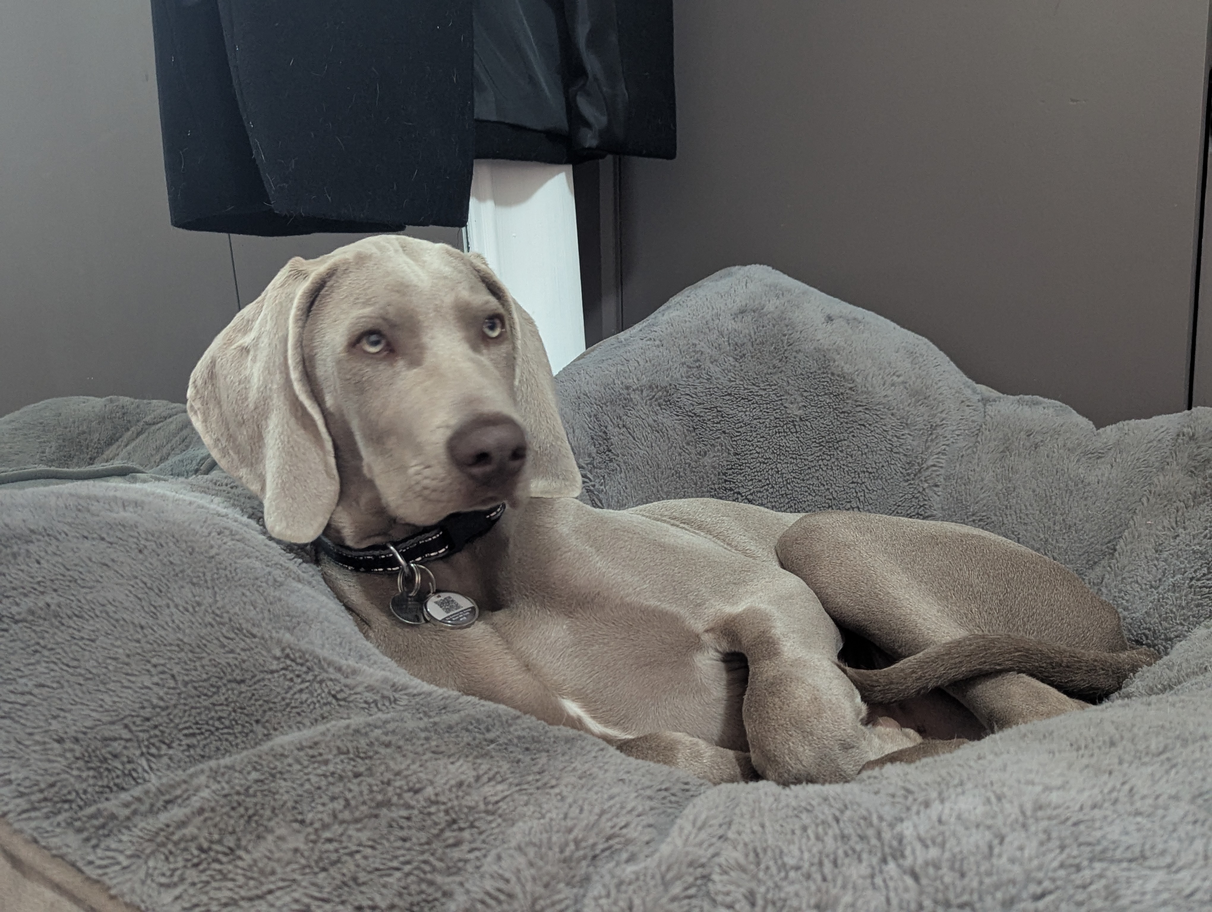 FREE New Pet Phonecall