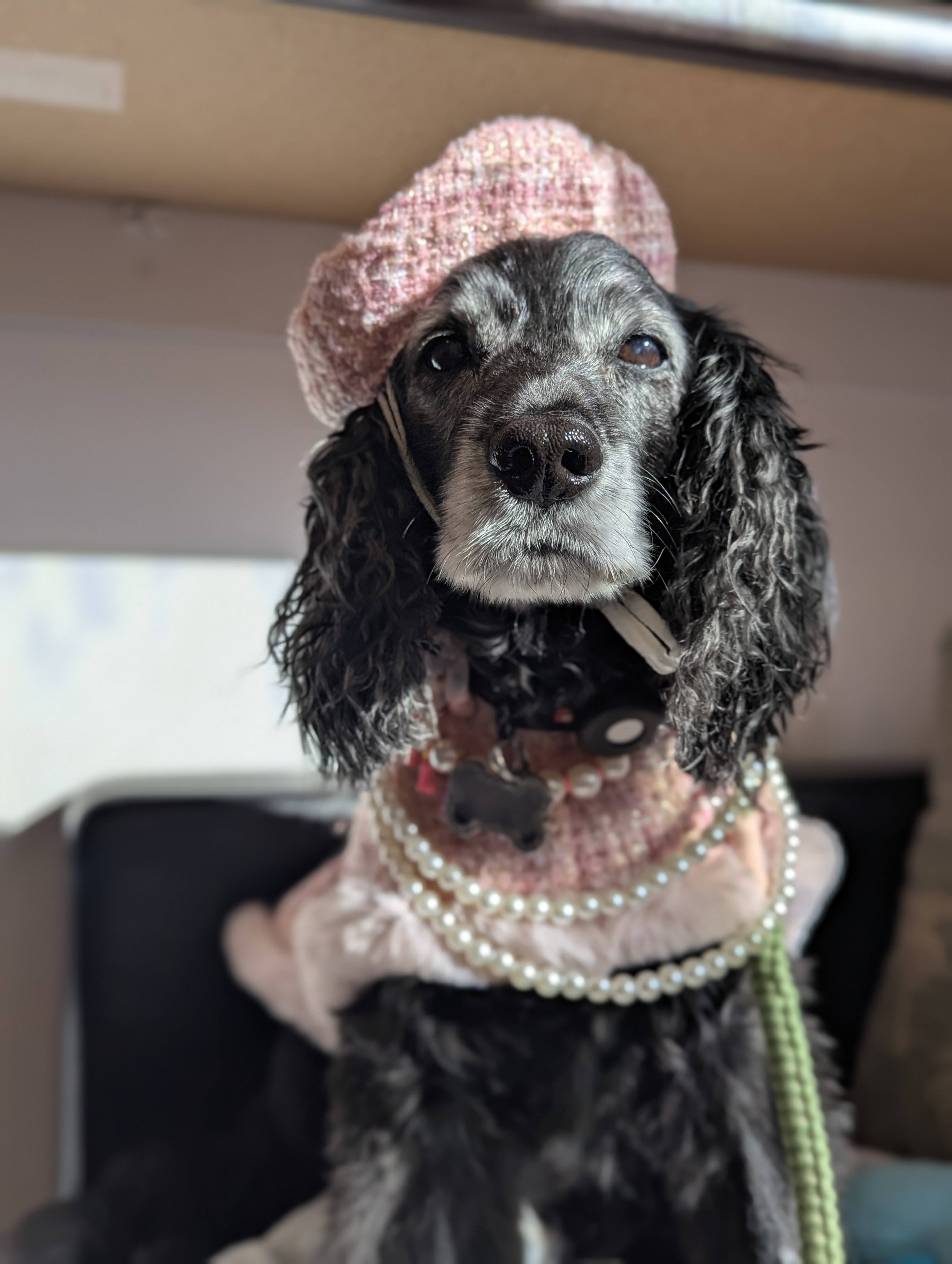 Give Medication to a Pet