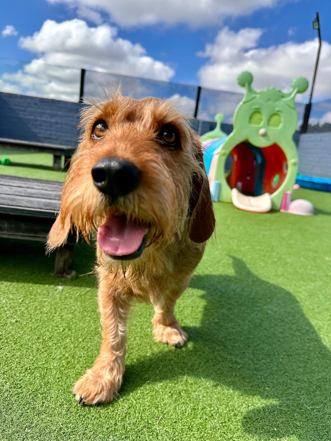 Dog Daycare small/Medium (Under 25kg)